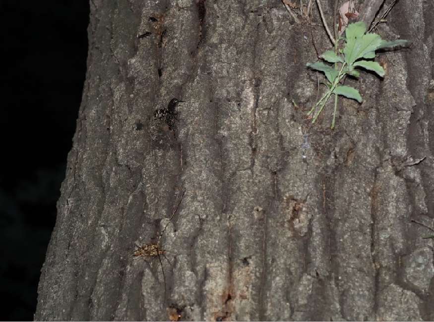 コクワガタ3、シラホシハナムグリ3、キマダラカミキリ ペア_凄いコナラ_2023年5月10日19時45分気温17度